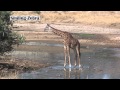 FUNNY GIRAFFE DRINKING