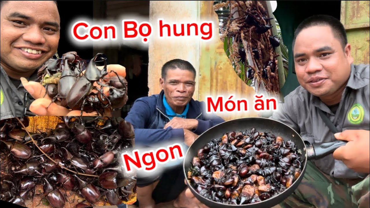 MÓN ĂN NGON,HAO CƠM TỪ CON BỌ HUNG TÊ GIÁC 