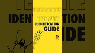 YOUR QUICK GUIDE TO TERMITES!