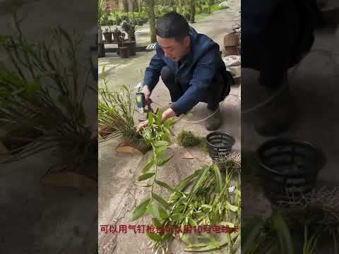 How amazing to grow orchids propagate plant fast and easy #5021