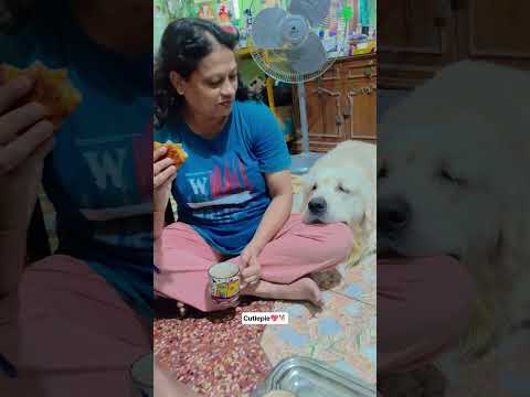 Cute dog Short, our top-viewed Frndz4Paws video with 271K views