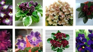 Видео Мои ФИАЛОЧКИ в полном здравии. (автор: Floral Dream Сытник Нонна)