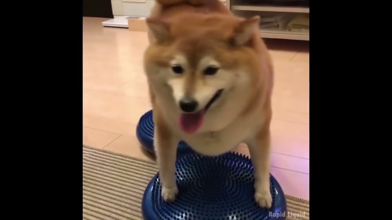 愛嬌もブクブクなデブ柴犬がダイエットした結果 Youtube