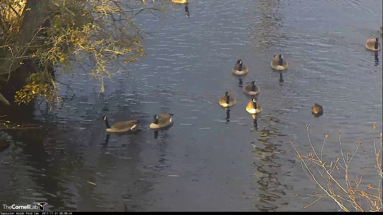 Canada Geese Encircle Island On Sapsucker Woods Pond Nov 21 2017