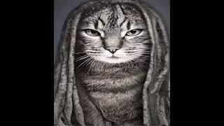 King von x Pinegrove (Cat Von)