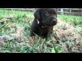 Miley (Flowers collar) - 4 weeks old