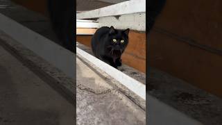 Black Kitty Scared Of Me #Cat #Cute #Kitten