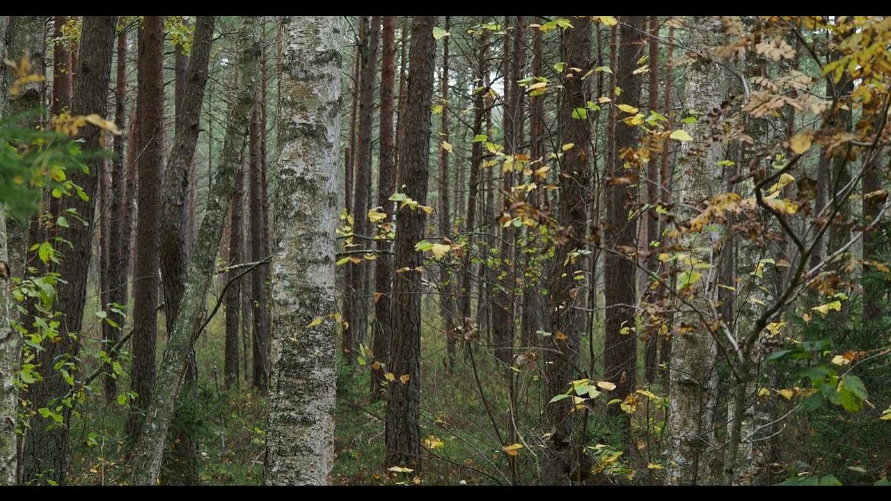 Varnikai, Lithuania (Autumn) YouTube