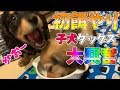 初餌やりでトラブル！妹からご飯を強奪しようとする意地の悪い黒ダックス【♯002】