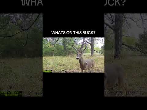 What is the growth on this buck? #feathersandfins #hunting #deerhunting