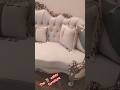 uff itna Piyara sofa/Royal sofa set beautiful colours combination #furniture #sofa #home