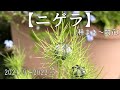 【ニゲラ】種まきから開花まで。（2021/9～2022/5）ダイジェスト版