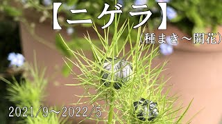 【ニゲラ】種まきから開花まで。（2021/9～2022/5）ダイジェスト版
