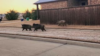 Residents share concerns over feral hogs roaming McKinney neighborhoods