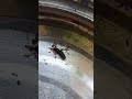 Murder ants #nature #shorts #trending #ants #animals #viral #india #insects #wildlife