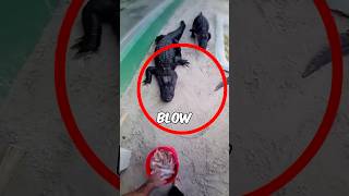 3 SHOCKING Alligator Facts That Will TERRIFY You – You Won’t Believe #2!😨
