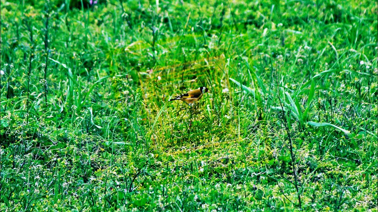 Flash And the Pan - Phil The Creole