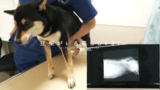 出産直前！ついに赤ちゃんの数が確定しました【豆柴暮らし】