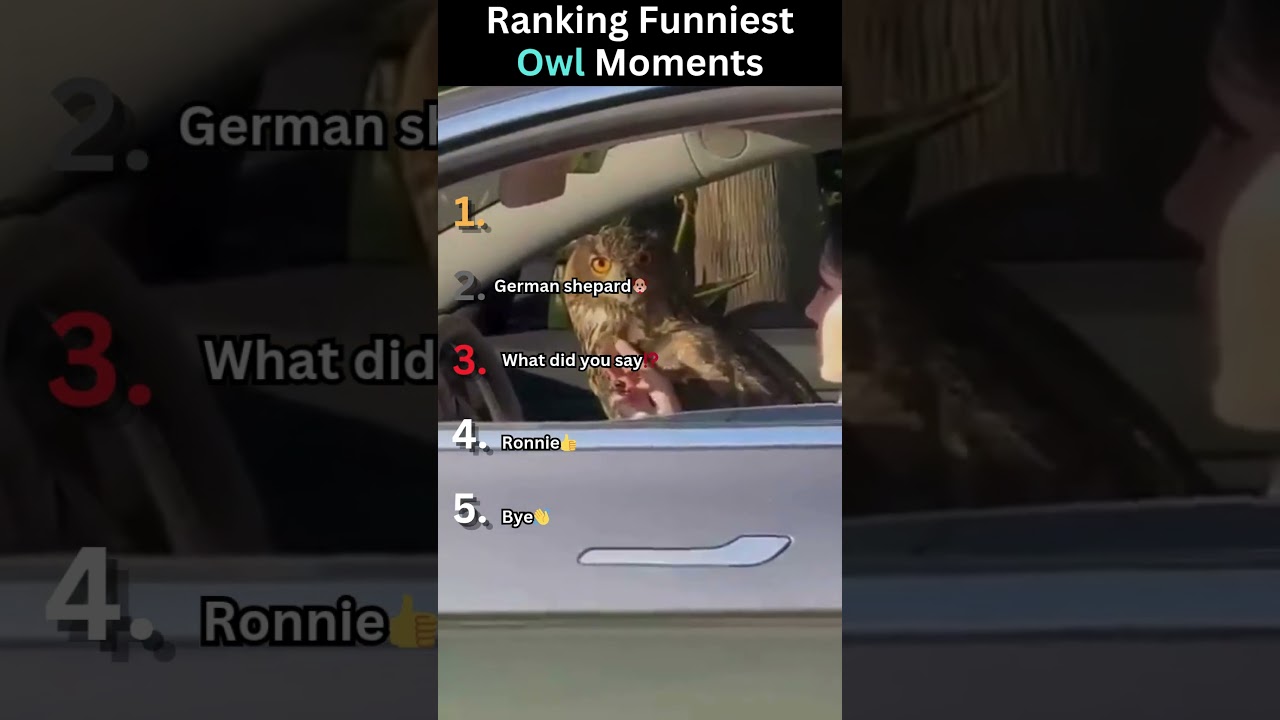 Ranking Funniest Owl Moments... Subscribe please
