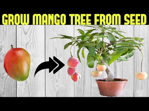 Video: How to grow a mango from a seed at home?