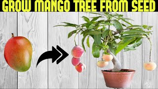 How To Grow a Mango Tree From Seed | SEED TO HARVEST screenshot 5