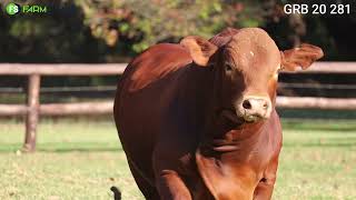 This is what a Droughtmaster bull should look like, GRB 20 281!