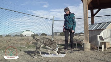 Training Tip Tuesday - Clicker Training - Episode 6