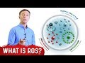 What are reactive oxygen species ros  dr berg