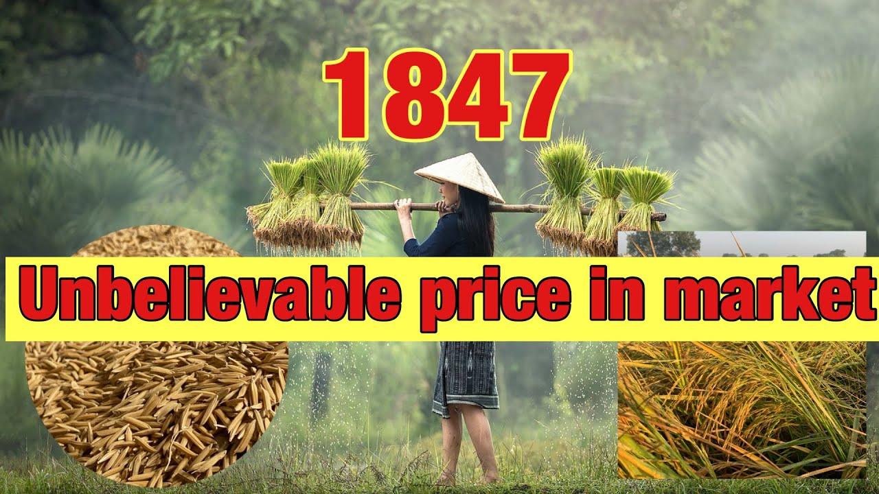 Pusa basmati rice 1847 today market price || Umar farming hub 2.1 M ...