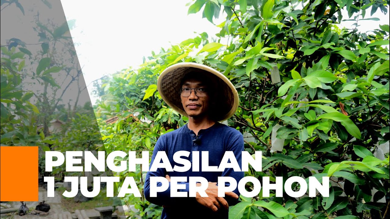 Cara Budidaya Jambu Madu Deli | Pengenalan Umum | Video Seri 01