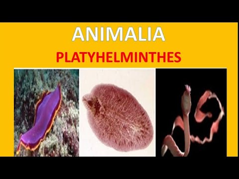 Platyhelminthes | Biologi kelas 10
