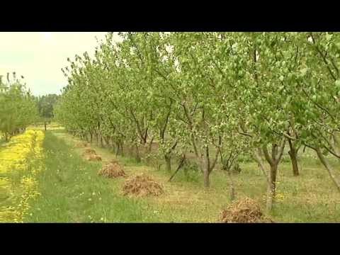 ჩანახატი ფერმერზე