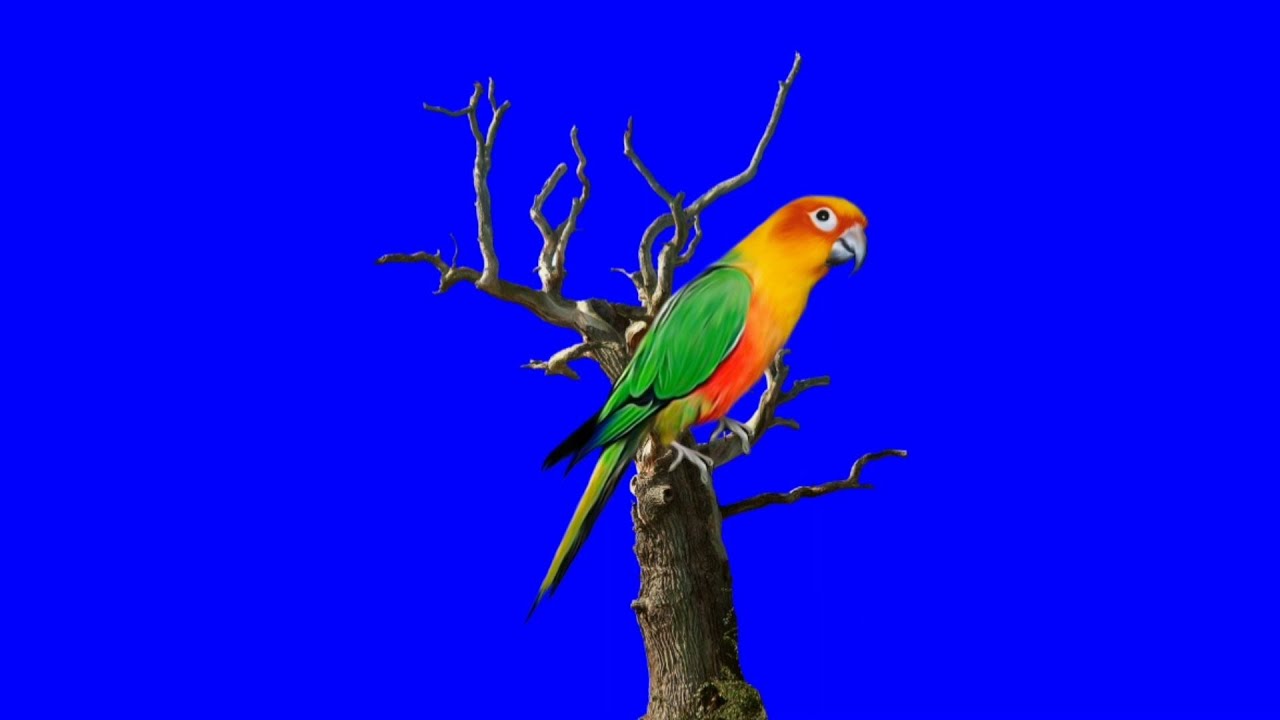 Parrot_green_screen_video_effect_hd green_screen_videoparrot YouTube