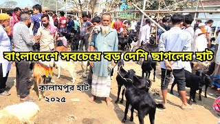 বাংলাদেশের সবচেয়ে বড় দেশি ছাগলের হাট দেখুন কালামপুর। সল্প দামে ছাগল কিনুন এই হাট থেকে।