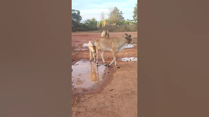 "The Bond Between a Calf and Its Mother | Heartwarming Moments #cow #ytshorts #animals
