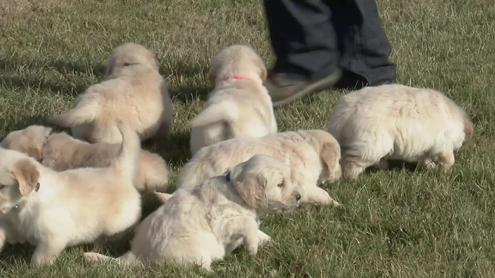 Vernon Yoder's Golden Retrievers