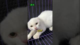 5 Signs Your Cat Is Stressed And How To Help