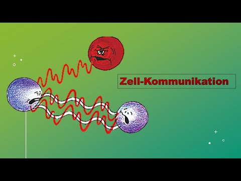 Zellkommunikation (Vorlesung Zellbiologie Teil 12) cell communication