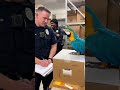 Ref:gUWihLCFu4Q Parrot roast officers    compilation comment #shorts #talkingparot #usa #roast #cops