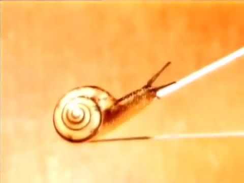 חילזון שבלול 