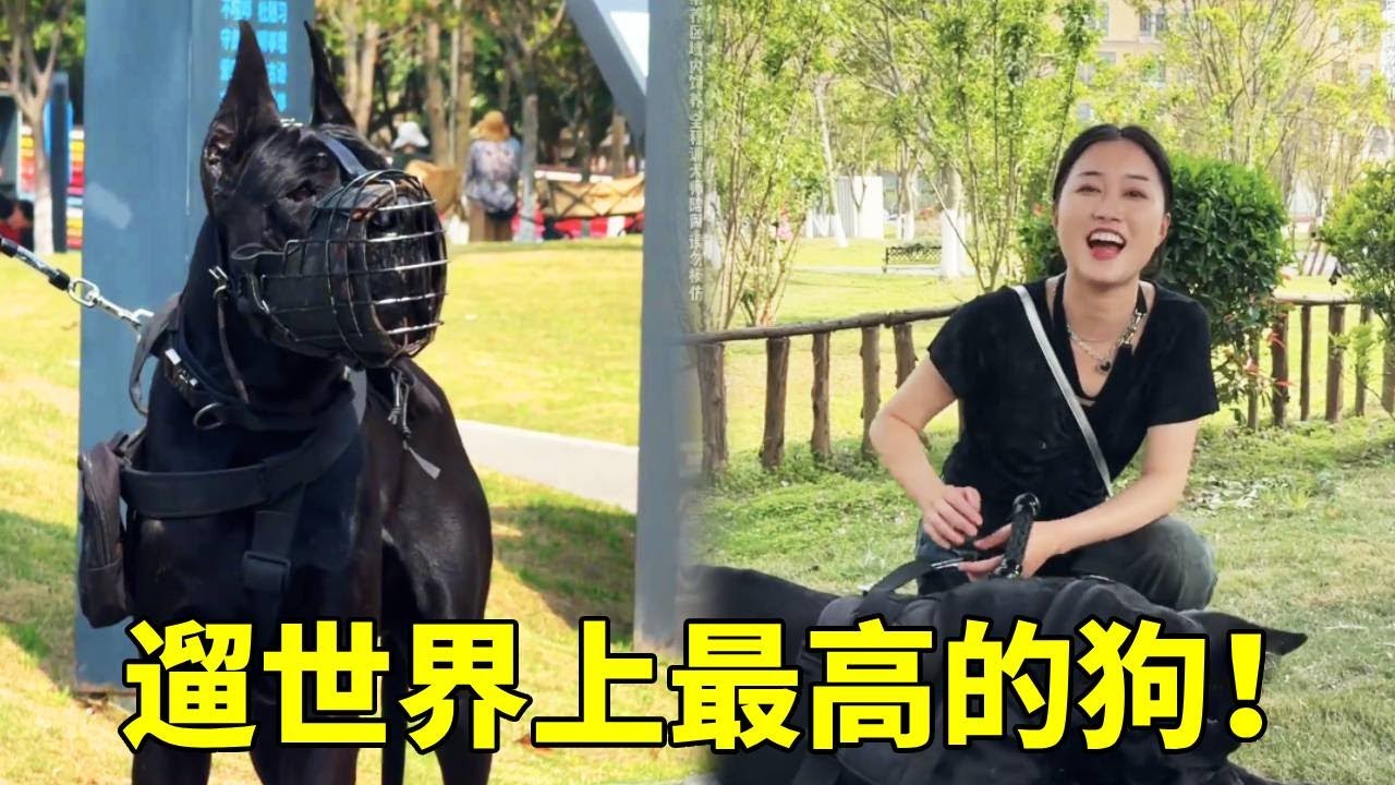 今天来遛一只世界上最高的狗，不一样的是今天带了一位非洲粉丝，有人帮忙牵狗的感觉真不错啊【疯铲姐妹】
