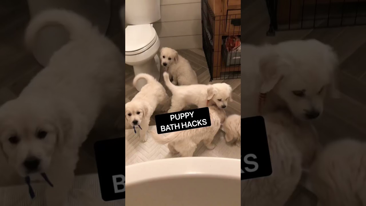 Bunch of Golden Retriever puppies taking a bath