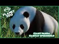 Giant Panda Habitat Speed Build!!! Planet Zoo Speed Build