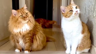 Cute Cat family ~ Munchkins ~ by マンチカンズTV - Munchkins' TV - 8,389 views 4 years ago 11 minutes, 13 seconds