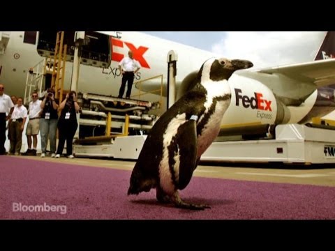 The Five Weirdest Shipments Ever Sent by FedEx