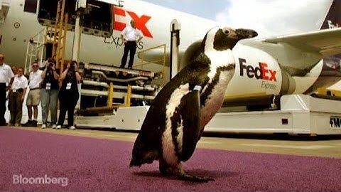 The Five Weirdest Shipments Ever Sent by FedEx