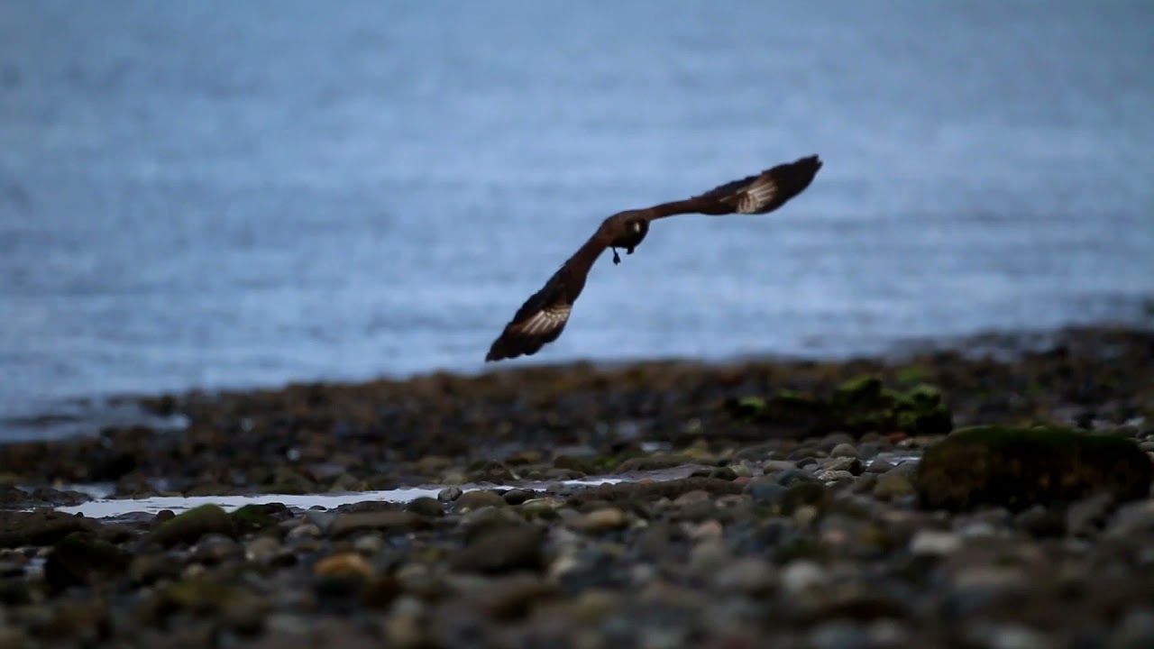 Παρακολούθηση Yeral Vargas ~ Volar στο YouTube Παρακολούθηση Yeral Vargas ~ Volar στο YouTube