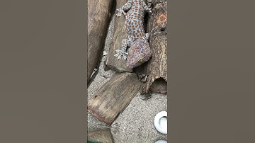 Con tắc kè đẹp #gecko #ikan #kucinglucu #kucing #sapi #bebek #tokek #ondel #tắc_kè @cucutv9029