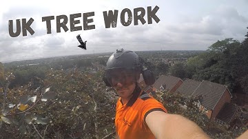 SRT Copper Beech Pruning [Three UK Tree Climbers]