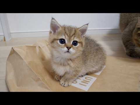 You will be amazed at the inexhaustible physical strength of Rico the kitten!
